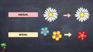 La reproducción asexual de las plantas [upl. by Eetnwahs949]