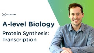 Protein Synthesis Transcription  Alevel Biology  OCR AQA Edexcel [upl. by Lorna]