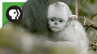 Baby Snubnosed Monkeys [upl. by Atined]