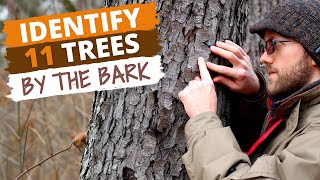 Identify 11 Trees By the Bark Easy Tips [upl. by Cece838]