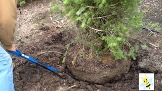 Can You Dig It  Learn how to dig a tree or shrub to transplant [upl. by Aizek]