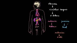 Introduction au système endocrinien [upl. by Kcoj]