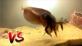 Cuttlefish gets pissed and eats everything [upl. by Nostrebor]