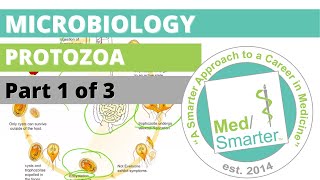 Protozoa  Microbiology  USMLE STEP 1  Part 1 of 3 [upl. by Einahpet]