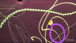 HIV life cycle How HIV infects a cell and replicates itself using reverse transcriptase [upl. by Can]