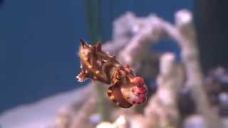 The Flamboyant Cuttlefish A Living Kaleidoscope [upl. by Akeryt]