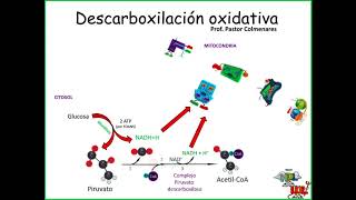 Descarboxilación oxidativa del Piruvato [upl. by Surtimed262]