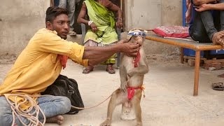 कॉमेडी बंदर का खेल  Monkey Funny Dance Video  Bandar Madari ka khel  Comedy Monkey Drama Video [upl. by Thorndike]