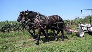 Percheron Draft Horses  9142020 [upl. by Robillard]