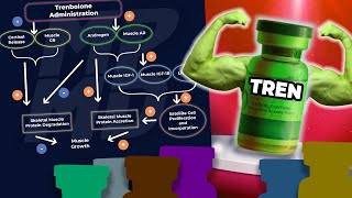 Why Trenbolone Works Better Than Other Anabolics In A Calorie Deficit  Science Explained [upl. by Tamera954]