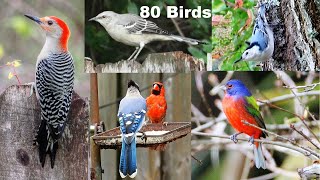 Identify Your Backyard Birds [upl. by Gilleod]