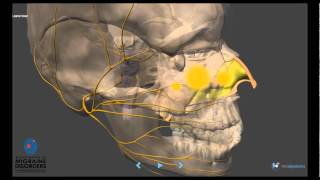 Migraine Pathophysiology  In depth [upl. by Oetomit694]