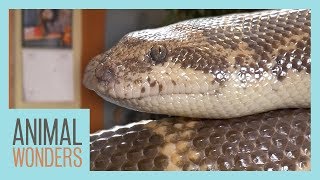 The Difference Between Legless Lizards and Snakes [upl. by Airrat]