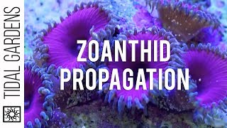 Zoanthid and Palythoa Coral Propagation [upl. by Azalea639]