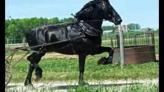 Percheron Stallion Yoder Farms Duke [upl. by Hortense618]