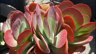 Kalanchoe plant Identify Luciae Thyrsiflora and Tetraphylla [upl. by Haberman767]