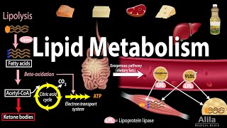 Lipid Fat Metabolism Overview Animation [upl. by Ayifa]