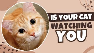 Why Your Cat Stares At You [upl. by Sirovat]