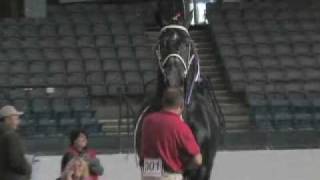 Windermere Farms World Champion Percheron Stallion [upl. by Rolat]