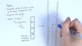 AS Biology  Transport systems in plants OCR A Chapter 91 [upl. by Elmo605]