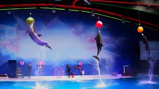 Dubai Dolphin Show fan cut  best of the dubai dolphinarium [upl. by Kcirreg]