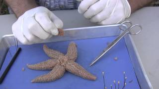 Starfish Dissection [upl. by Ehud]