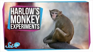 Harlows Horrifying Monkey Experiments [upl. by Wesle]