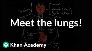 Meet the lungs  Respiratory system physiology  NCLEXRN  Khan Academy [upl. by Idnahs]