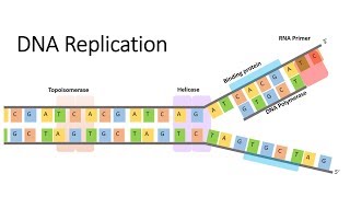 DNA and RNA Replication [upl. by Leinoto]