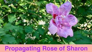 Propagating Rose of Sharon [upl. by Esydnac]