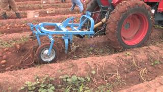 How To Harvest Potatoes [upl. by Asiul]