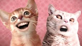 les chats chante [upl. by Adnalay473]