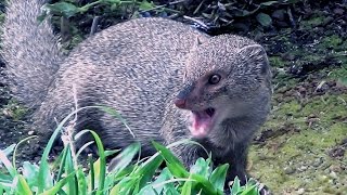 Hawaiian Mongoose [upl. by Airamesor780]