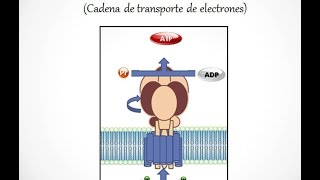 Fosforilación oxidativa [upl. by Clovah]