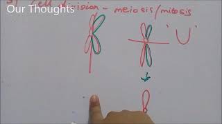 Biology Notes Isochromosome [upl. by Jurdi]