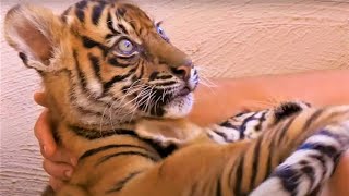 Best Tiger Cub Moments Part 2  BBC Earth [upl. by Guillaume]