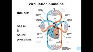 physiologie cardio vasculaire partie 1 [upl. by Chalmers]