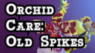 Orchid Care How to cut off old Oncidium Orchid Bloom Spikes and tips to rebloom Orchids [upl. by Ubana]