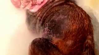 Demodex mite cure for dogs [upl. by Latsyrhk]