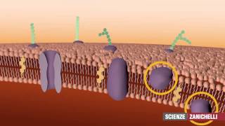 La membrana plasmatica tratto da Saraceni Strumia [upl. by Sirehc]