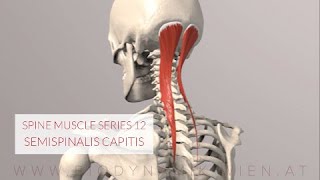 Spine Series 13 Neck Muscles Semispinalis Capitis 3D Animation [upl. by Nyraa]