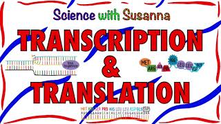 Protein Synthesis Transcription and Translation [upl. by Dunning354]