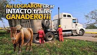 Así LOGRARON sacar INTACTO trailer GANADERO¡¡¡ [upl. by Aihtak]