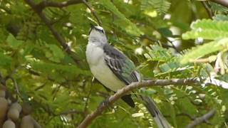 Pipirite chantant ou Tyran gris [upl. by Vashtia]