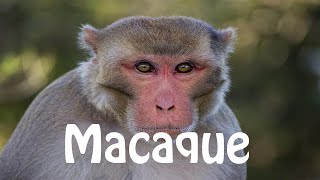 How To Pronounce Macaque [upl. by Annavaig549]