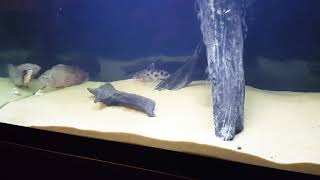 SYNODONTIS DECORUS CATFISH [upl. by Klimesh]