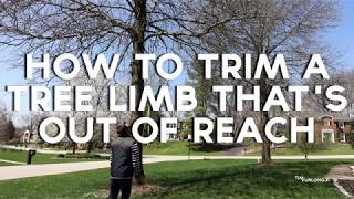 How to cut tree limbs that are too high to reach [upl. by Akapol811]