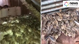 Farmer discovers massive mice infestation [upl. by Carmen]