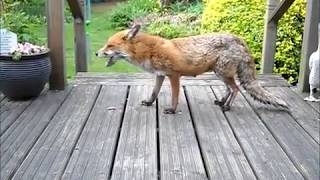 How to help a Fox suffering with Mange  Sarcoptic Mange [upl. by Oironoh201]