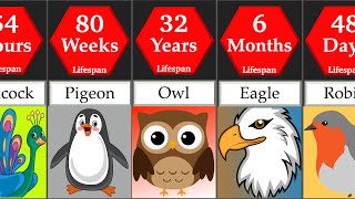 Comparison Birds Life Span  DataRush 24 [upl. by Aleahc]